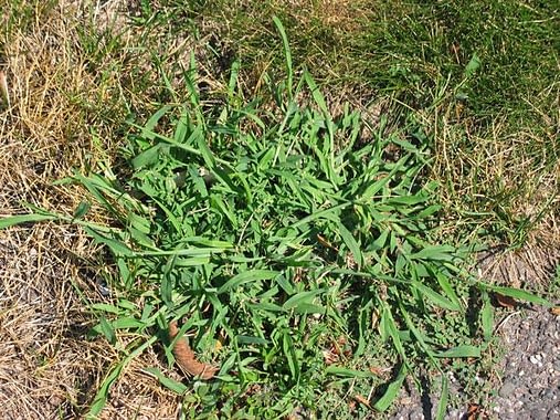 Common Lawn Weeds In The Midwest 0659