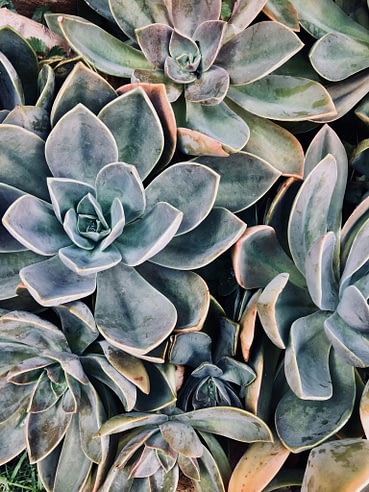 What is Xeriscape Landscape Design? pexels maureen bekker 1207978