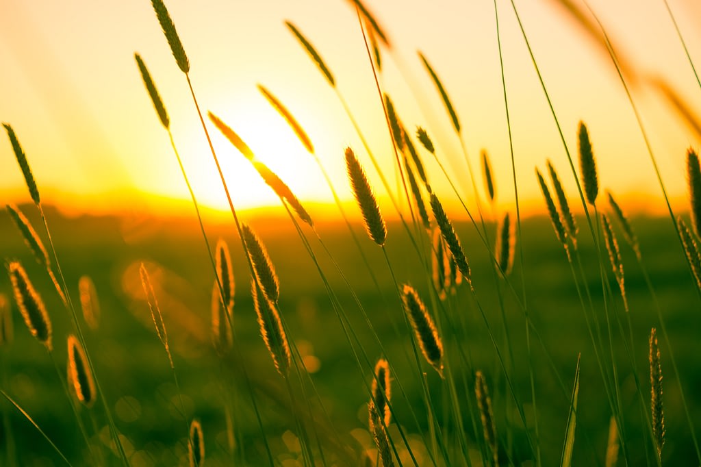 The Best Midwest Lawn Care Tips best midwest lawn care tips
